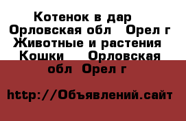 Котенок в дар. - Орловская обл., Орел г. Животные и растения » Кошки   . Орловская обл.,Орел г.